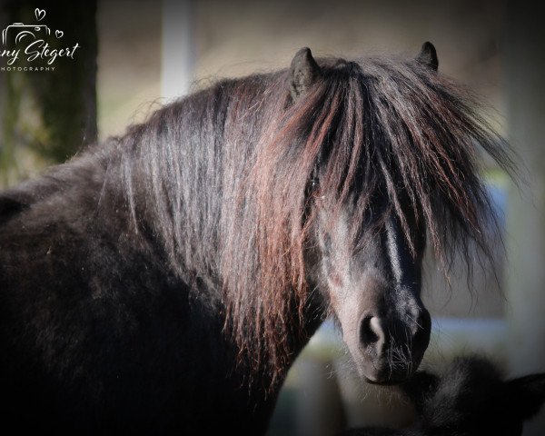 Zuchtstute Dolores van Stepelo (Shetland Pony, 2010, von Spartacus van Aruba)