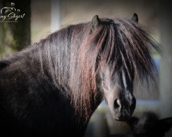 broodmare Dolores van Stepelo (Shetland Pony, 2010, from Spartacus van Aruba)