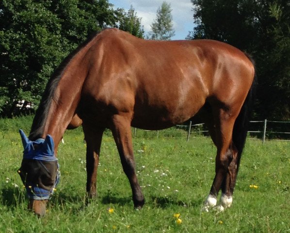 dressage horse Soraya (Polish Warmblood, 2008)