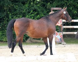 broodmare Nixe XVI (Holsteiner, 1998, from Heraldik xx)