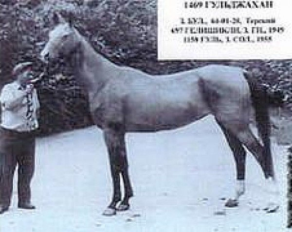 broodmare Guldschan (Akhal-Teke, 1964, from Gelishikli)