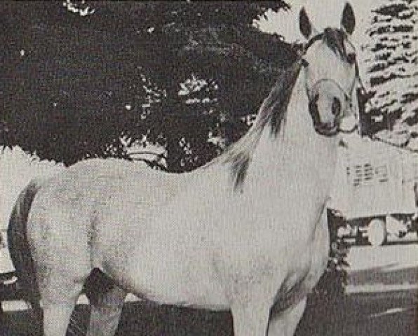 Zuchtstute Gadina ox (Vollblutaraber, 1950, von Fay El Dine 1934 ox)