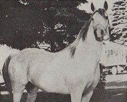 broodmare Gadina ox (Arabian thoroughbred, 1950, from Fay El Dine 1934 ox)