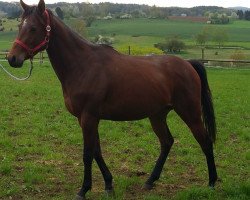 broodmare Bastet xx (Thoroughbred, 2015, from Globus xx)