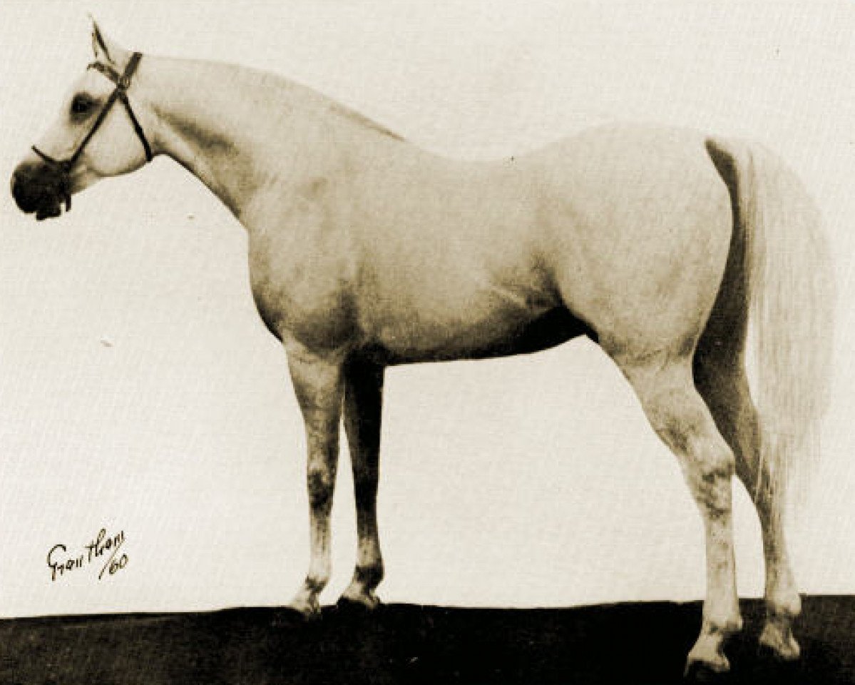 stallion Ibn Julep ox (Arabian purebred, 1955, from Julep ox)