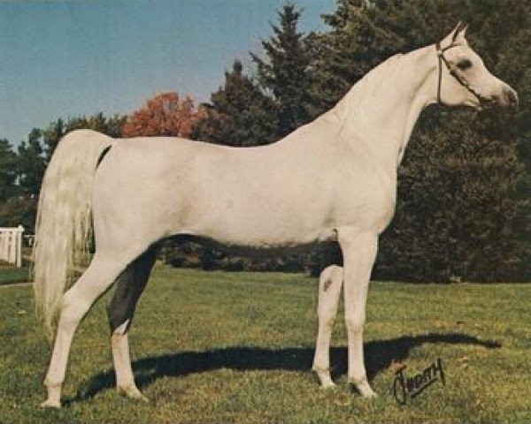stallion Ferzon ox (Arabian thoroughbred, 1952, from Ferneyn ox)