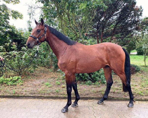 jumper Nesquick C.G. (Hanoverian, 2019, from Norway de La Lande)