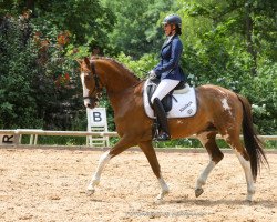 dressage horse Kholaya 3 (German Sport Horse, 2014, from Kaiserwind)