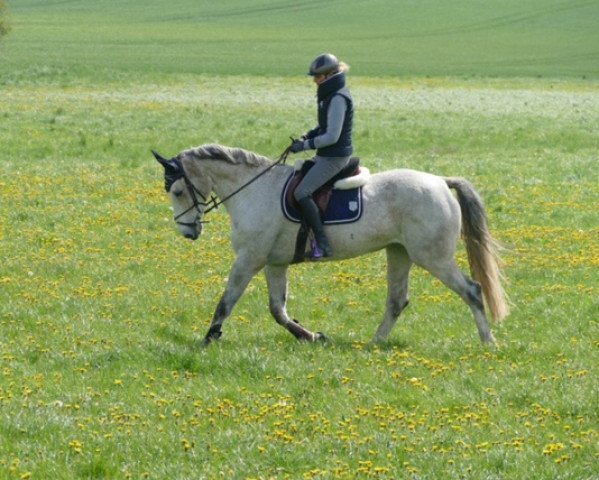 broodmare Xtreme (Holsteiner, 2008, from Cassini II)