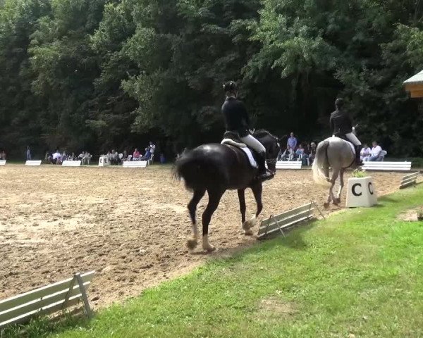 Reitturnier Viersen-Dülken 2015