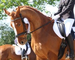 dressage horse Sir Dante (German Sport Horse, 2008, from Sir Donnerhall I)