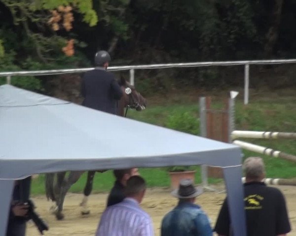Reitturnier Viersen-Dülken 2015