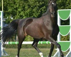 broodmare Diadem 86 (Brandenburg, 1999, from Sandro Khan)