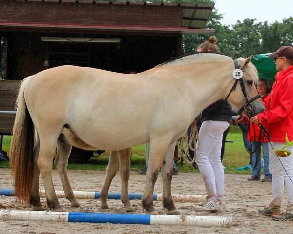 broodmare Flintje (Fjord Horse, 2010, from Bolseten N.2825)