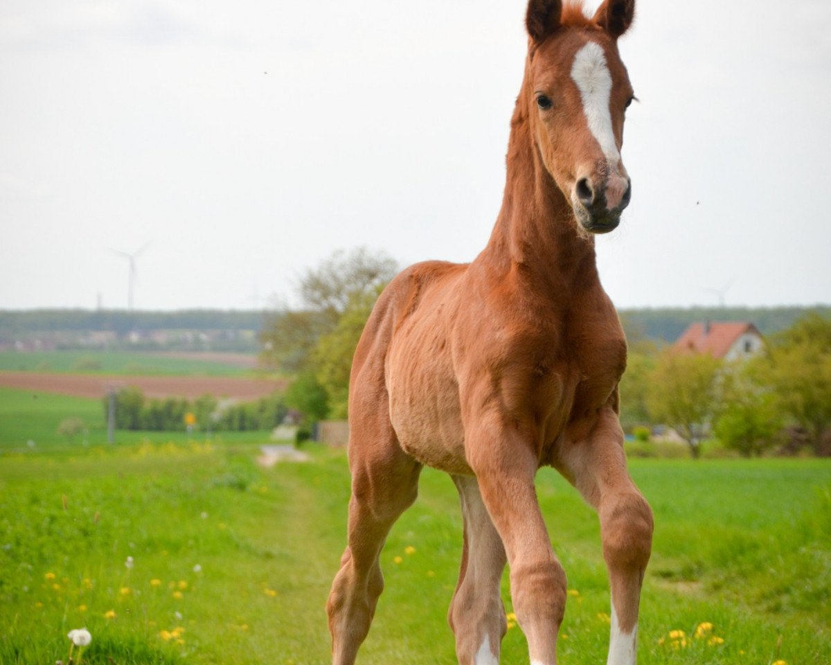 dressage horse Secret's Skaila (Oldenburg, 2018, from Secret)