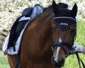 dressage horse Magic Mike 4 (German Riding Pony, 2009, from Matador von der Königsburg)