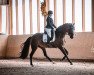 dressage horse Feine Lady (Oldenburg, 2017, from Finest)