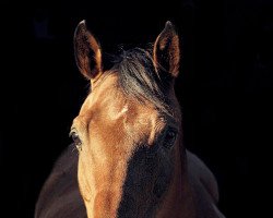 horse M.A. Gaboulet ox (Arabian thoroughbred, 2003, from Mir Khan)