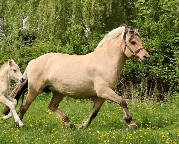 Zuchtstute Ally Mc Beal (Fjordpferd, 2009, von Irving)