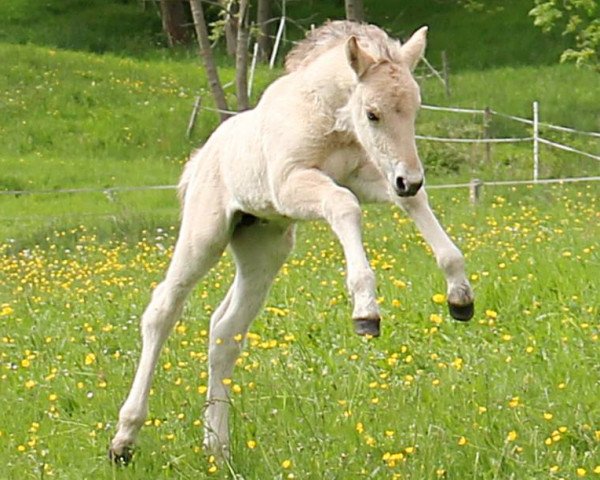 Pferd King of Rock (Fjordpferd, 2018, von Kjartan)