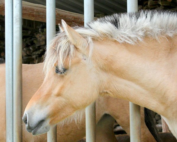 Pferd Schneewittchen (Fjordpferd, 2015, von Irving)