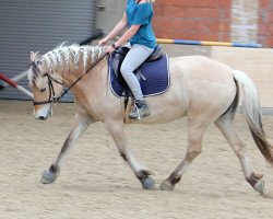 horse Lilljen (Fjord Horse, 2011, from Dylan)