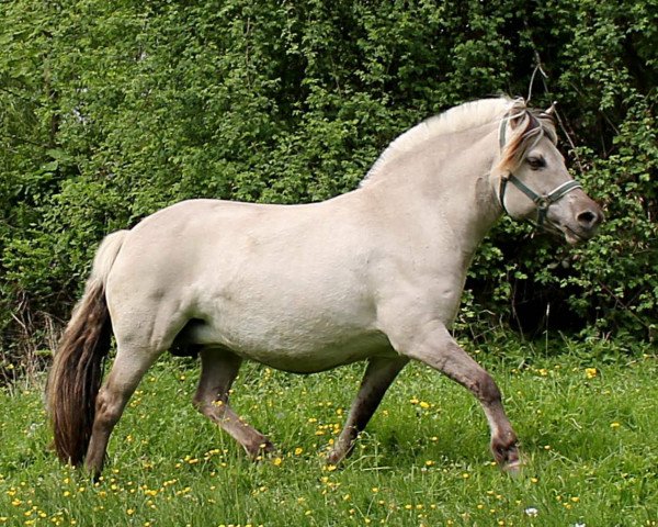 Zuchtstute AC/DC (Fjordpferd, 2008, von Irving)