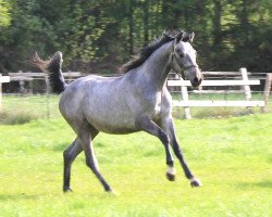 broodmare Diacornada (Westphalian, 2016, from Diathago)