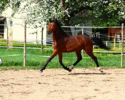 dressage horse Skyfall (Oldenburg, 2016, from Skydiver 4)