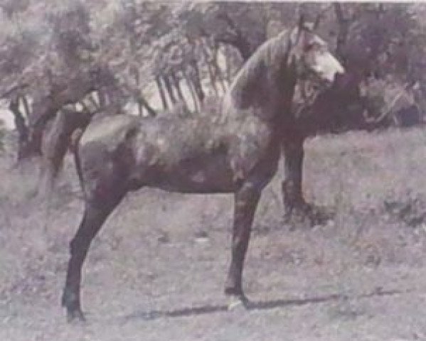 Deckhengst Ciceron ox (Vollblutaraber, 1970, von Xamir ox)