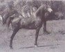 stallion Ciceron ox (Arabian thoroughbred, 1970, from Xamir ox)