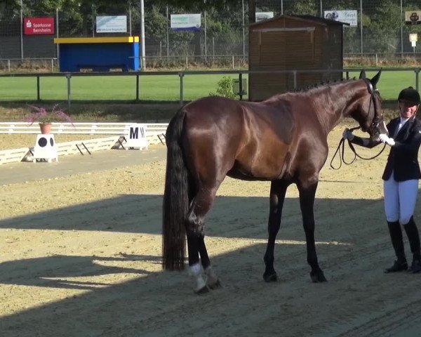 Reitturnier Schwanheim 2015