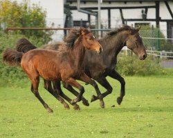 broodmare China Girl 6 (German Warmblood, 1998, from Conley)