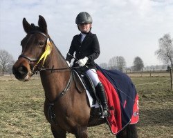 dressage horse Susie (Irish Sport Horse, 2008)