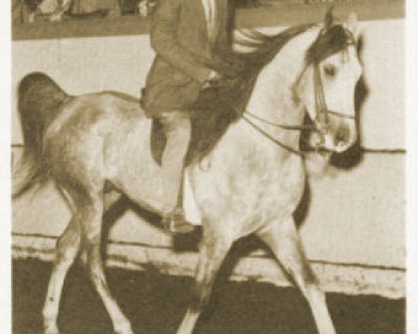 stallion Kapri ox (Arabian thoroughbred, 1955, from Rahsar ox)