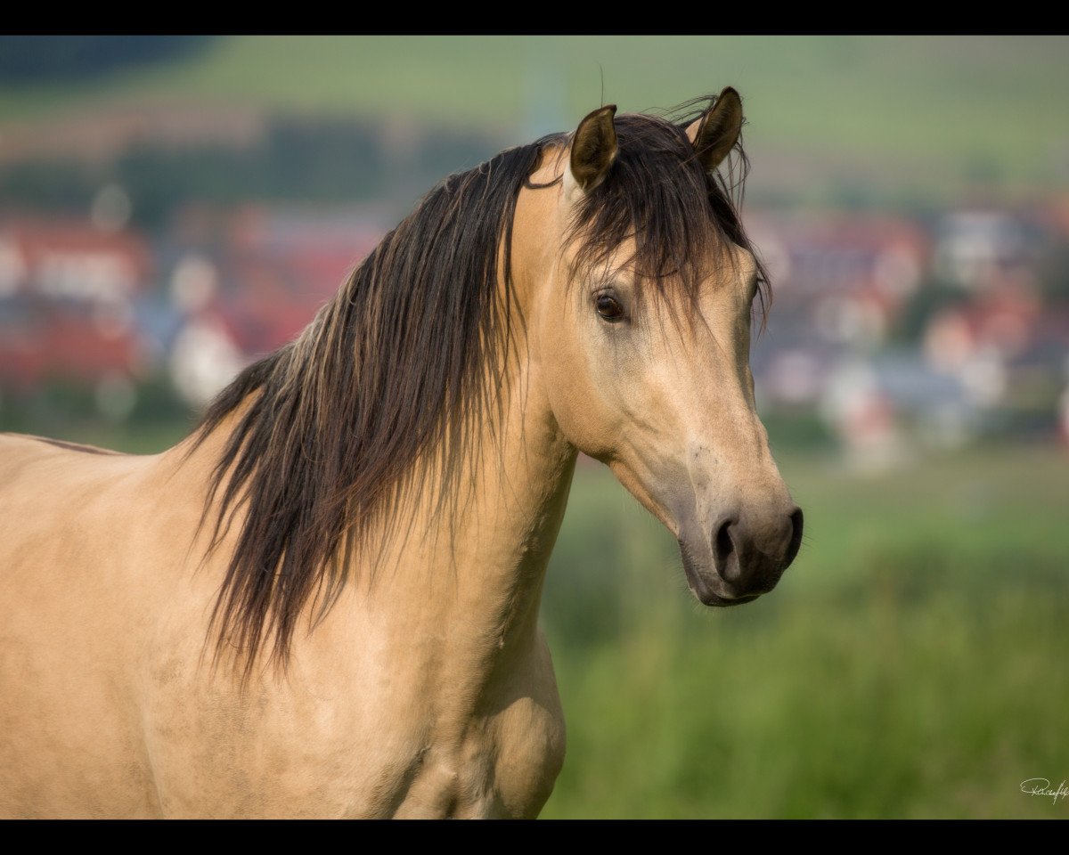 Deckhengst Löwenherz (Deutsches Reitpferd, 2013, von Leonardo da Vinci AA)