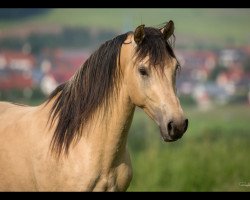 Deckhengst Löwenherz (Deutsches Reitpferd, 2013, von Leonardo da Vinci AA)