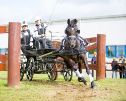 Pferd Petit Hurricain (Deutsches Reitpony, 2004, von Crown Hartbreaker)