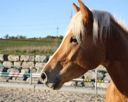 Dressurpferd Shelby 14 (Haflinger-Mix, 2012, von Sojus)