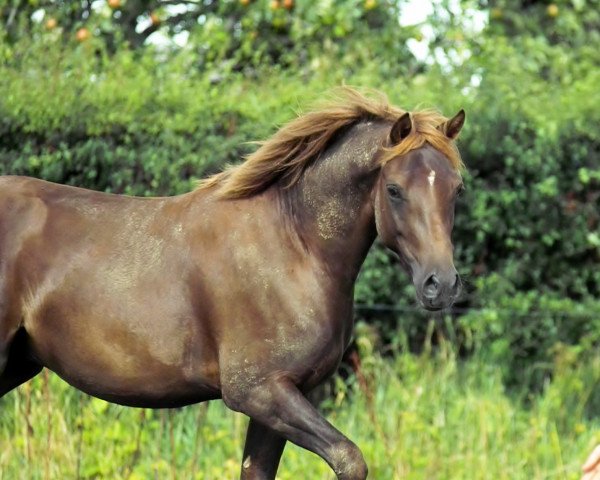 dressage horse Petit Bright Magic (German Riding Pony, 2011, from Holsteins Bonito)
