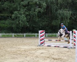 broodmare Amy Lee (Tinker / Irish Cob / Gypsy Vanner, 2012)