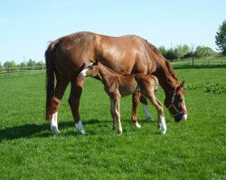 Springpferd Camen Z (Zangersheide Reitpferd, 2018, von Copycat Z)