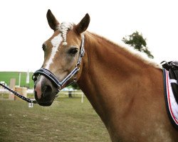 Dressurpferd Annouk 2 (Haflinger, 2009)