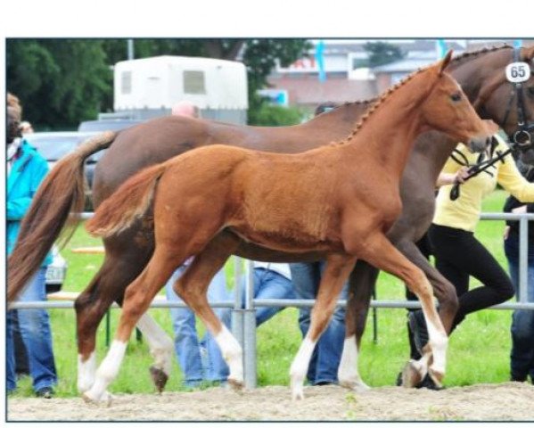 dressage horse Belstapp (Hanoverian, 2012, from Belstaff)