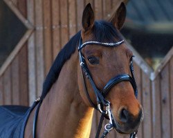 dressage horse Hamilton (Westphalian, 2008, from Hogwart)