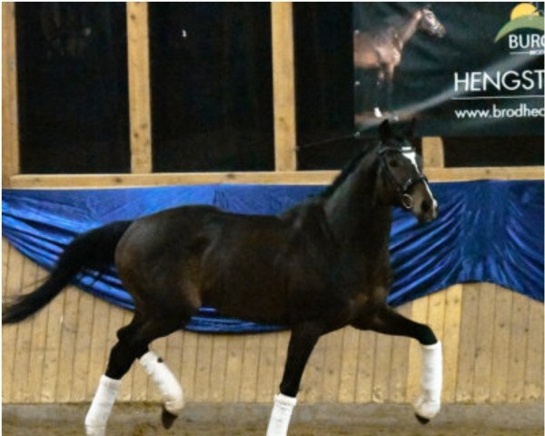 stallion Agamemdon xx (Thoroughbred, 2015, from Lord of England xx)