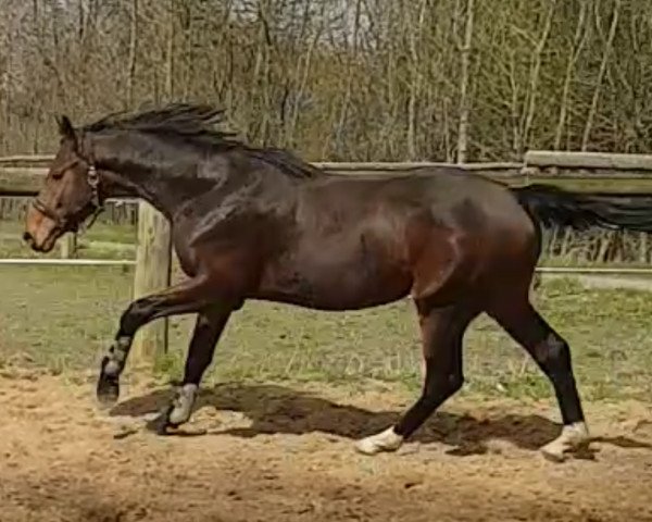 dressage horse Magic Mike H (Westphalian, 2016, from E.H. Millennium)