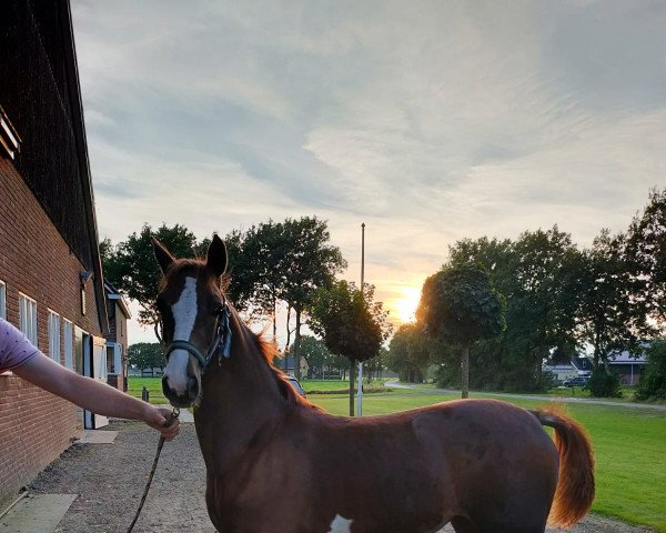 horse Reign-Rose (KWPN (Royal Dutch Sporthorse), 2021, from Lexington)