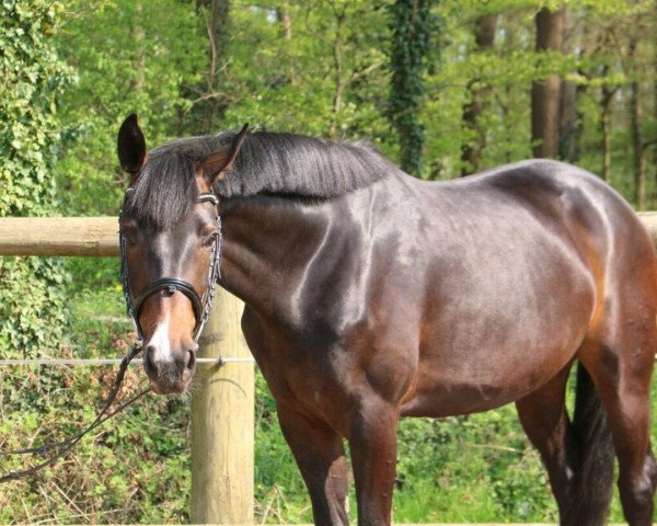 dressage horse Donna Florine H (Westphalian, 2015, from Danciano)