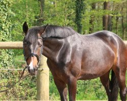 dressage horse Donna Florine H (Westfale, 2015, from Danciano)